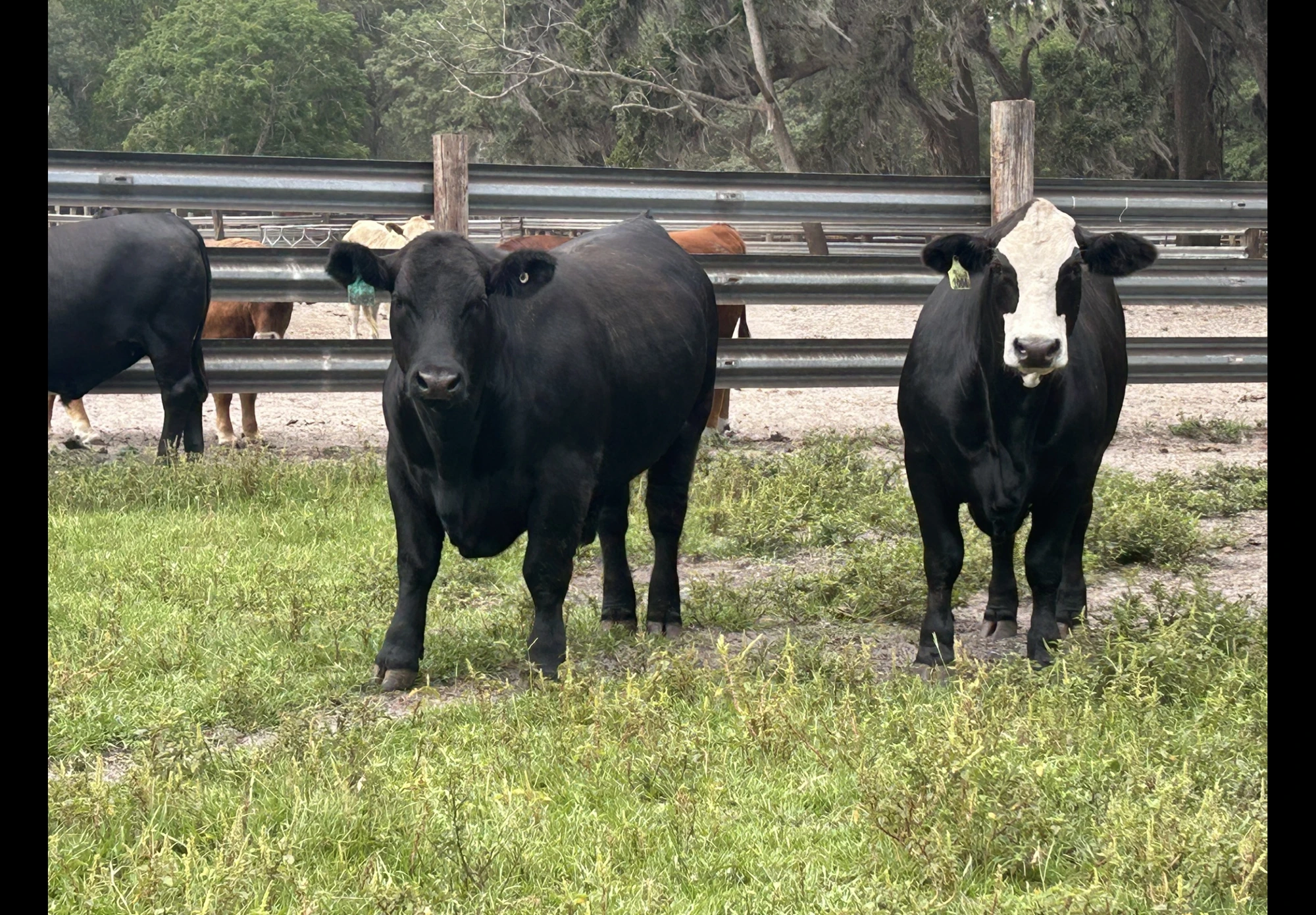 Our cattle on the family farm in Palatka, Florida